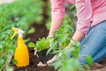 Tiện tay vứt aspirin ra vườn, 3 ngày sau không tin vào mắt mình