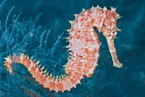 Cá ngựa - bài thuốc hữu ích cho nam giới bất lực sinh lý