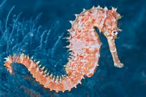 Cá ngựa - bài thuốc hữu ích cho nam giới bất lực sinh lý