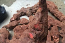 Hà thủ ô có thực sự làm đen tóc và tốt cho sức khỏe?