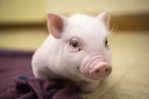 Cuối năm 2019: Con giáp tuổi này rũ sạch vận đen, giàu có bất thình lình 