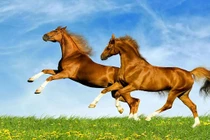 Lời tiên tri tử vi 2019 chính xác nhất của 12 con giáp