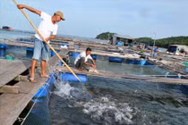 Kiên Giang: Làng biển đổi đời nhờ nuôi loài “cá bạc tỷ“