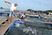 Kiên Giang: Làng biển đổi đời nhờ nuôi loài “cá bạc tỷ“