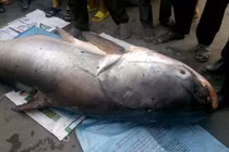 Thủy quái cá tra dầu khủng nặng 240 kg được bán giá 70 triệu đồng