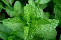  Trị hôi miệng hiệu quả chỉ với 3 loại rau thơm