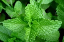  Trị hôi miệng hiệu quả chỉ với 3 loại rau thơm