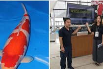 Mua cá sống đắt nhất thế giới với giá “siêu to khổng lồ" 42 tỷ đồng