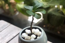 Giữa đêm vợ đi khám bệnh, chồng ở nhà xin cháu dâu cho ngủ cùng