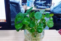 4 mẹo phong thủy giúp cuối năm cải vận, mở cửa đón Thần Tài