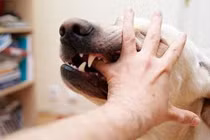 Bác sĩ hướng dẫn sơ cứu đúng cách khi bị chó cắn để phòng dại