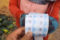 Dưa hấu ở Quảng Nam phải dán tem Trung Quốc: Nông dân sẽ có lợi?