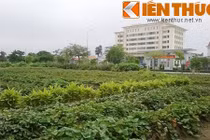 Soi khu “đất vàng” nơi tỉnh Hải Dương muốn xây trụ sở 2000 tỷ