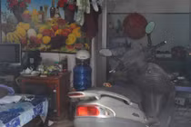 Vụ chồng cắt vùng kín vợ: Chân dung người chồng độc ác