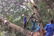 Cảnh giải cứu “Cụ Tùng” gần nghìn tuổi tại Yên Tử