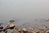 Kinh hoàng thi thể nữ bị cắt rời nổi trên mặt nước