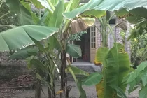 Tổ trưởng tổ bảo vệ Sacombank tự vẫn ở... nhà hàng xóm