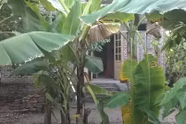 Tổ trưởng tổ bảo vệ Sacombank tự vẫn ở... nhà hàng xóm