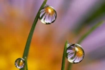 Ngắm những bức ảnh giọt nước đẹp khó tin