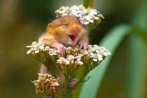 Căng mắt ngắm loài chuột tí hon giữa thiên nhiên