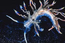 Những sinh vật quái dị ghê người được phát hiện năm 2015