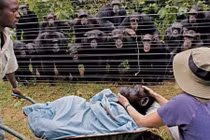 Những động vật khiến hàng trăm người nhỏ lệ