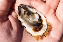 Những món ăn mùa hè ngon mà nguy hiểm