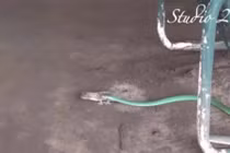 Liều lĩnh đối đầu với rắn lục, tắc kè chết thảm