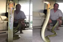 Điểm mặt những con hổ mang chúa khổng lồ trên thế giới