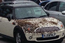 Kinh hãi cảnh nghìn ong tấn công ô tô 