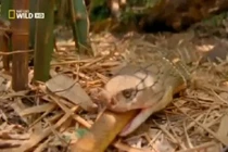 Xem hổ mang chúa nuốt chửng đồng loại không thương tiếc