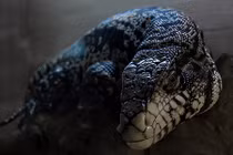 Kinh hãi loài thằn lằn khổng lồ "khát máu" từ tiền sử 