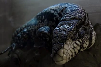 Kinh hãi loài thằn lằn khổng lồ "khát máu" từ tiền sử 