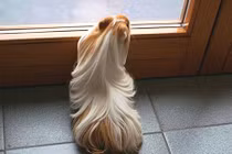 Muôn kiểu thời trang tóc của động vật