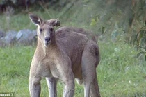 Hoảng hồn chú kangaroo khổng lồ dữ dằn doạ dân