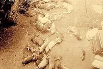 Khủng bố hàng xóm bằng... 50 con chuột chết