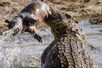 Zoom những pha săn mồi ngoạn mục của mãnh thú