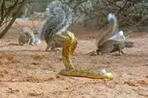 Cuộc chiến đẫm máu giữa hổ mang chúa và cầy mangut