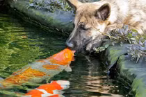 Ngắm những nụ hôn siêu yêu của cặp đôi động vật