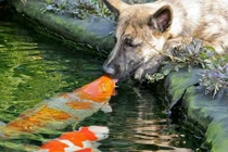 Ngắm những nụ hôn siêu yêu của cặp đôi động vật