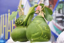 Kiếm tiền tỷ từ bưởi bản đồ Việt Nam