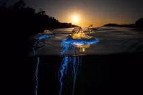 Loài sinh vật kỳ lạ khiến giới khoa học chào thua