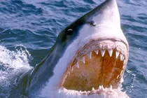 Thoát hàm cá mập khổng lồ nhờ đòn “nhất dương chỉ”