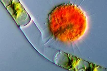 Cận cảnh loài ma cà rồng nhỏ nhất thế giới