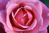 4 việc tuyệt đối không được làm với “cô bé“