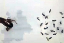 Kinh hãi anh chàng có 26 con gián trong lỗ tai