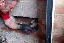 Phi vụ giải cứu mèo đáng thương mắc kẹt trong tường 