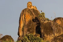 Thích thú hình ảnh “vua sư tử Disney” hùng dũng trên đỉnh núi