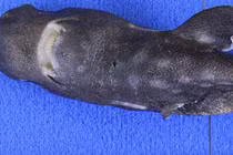 Loài cá mập bí ẩn khiến các nhà khoa học đau đầu