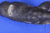 Loài cá mập bí ẩn khiến các nhà khoa học đau đầu